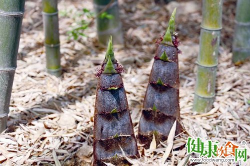 春天吃什么好?雨后春笋鲜