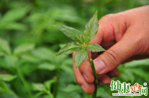 春季野菜营养绝佳可食可药