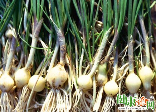春天吃什么好?春食野蒜解油腻